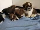 SHIH TZU - szczenięta - Pieski , Suczki - 7