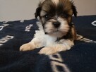 SHIH TZU -Śliczne szczenięta -ODBIÓR Wrzesień hodowla domowa - 11