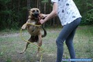 Dżeki kochany ok 5/6 letni pies czeka na Ciebie  Nasielsk - 4