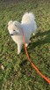 Samoyed FCI