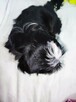 Shih Tzu szczenięta czekoladowy chłopiec - 4