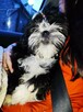 Shih Tzu szczenięta czekoladowy chłopiec - 2