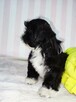 Shih Tzu szczenięta czekoladowy chłopiec - 5