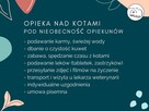 Profesjonalna opieka nad kotem - Kraków catsitter petsitter - 2
