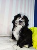 Shih Tzu szczenięta czekoladowy chłopiec - 3