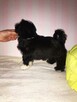 Shih Tzu szczenięta czekoladowy chłopiec - 6