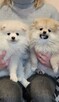 Pomeranian szpic dziewczynki - 9