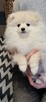 Pomeranian szpic dziewczynki - 8