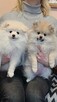 Pomeranian szpic dziewczynki - 4