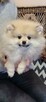 Pomeranian szpic dziewczynki - 2