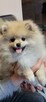 Pomeranian szpic dziewczynki - 1