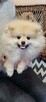Pomeranian szpic dziewczynki - 6