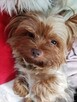 Sprzedam hodowlę Yorkshire terrier - 2