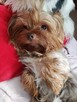 Sprzedam hodowlę Yorkshire terrier - 1