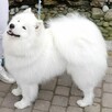 Wyjątkowe szczenięta- samoyed - 9