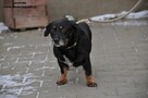 Lawenda - Urocza sunia rozgląda się za nowym domkiem! - 3