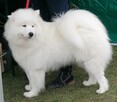 Wyjątkowe szczenięta- samoyed - 11