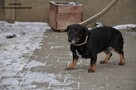 Lawenda - Urocza sunia rozgląda się za nowym domkiem! - 2