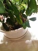 Kwiat doniczkowy fikus bonsai - 2