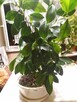 Kwiat doniczkowy fikus bonsai - 3