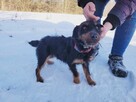 Malutki FOKSIK w typie jagdteriera ! potrzebuje domu ! - 6