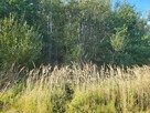 Sprzedam działkę leśną Myszków 7467 m2 - 8