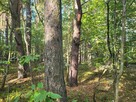 Sprzedam działkę leśną Myszków 7467 m2 - 5