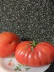 Nasiona Pomidor Kumato Kumbulu kolekcja - 5
