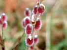 Salix gracilistyla Mount Aso Wierzba smukłoszyjkowa Mt As - 2