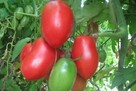 Nasiona Eco Pomidor żółty malinowy dużo odmian kolekcja - 5