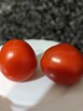 Nasiona Eco Pomidor żółty malinowy dużo odmian kolekcja - 7