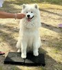 Ośrodek Szkolenia Psów Family DOG
