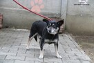 Jaskier- Przyjazny senior szuka nowego domku! - 4