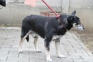 Jaskier- Przyjazny senior szuka nowego domku! - 2