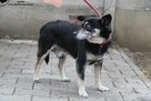 Jaskier- Przyjazny senior szuka nowego domku! - 3