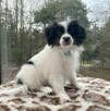 Phalene nie papillon, miniaturowy spaniel kontynentalny - 3