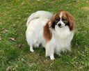 Phalene nie papillon, miniaturowy spaniel kontynentalny - 5