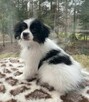 Phalene nie papillon, miniaturowy spaniel kontynentalny - 4