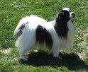 Phalene nie papillon, miniaturowy spaniel kontynentalny - 8