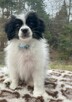 Phalene nie papillon, miniaturowy spaniel kontynentalny - 2