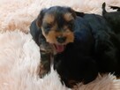 Sprzedam YorkSHIRE TERRIER - 5