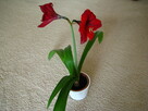 Amarylis, zwartnica – piękna kwitnąca roślinka - 7