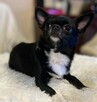 Reproduktor Chihuahua ZkwP FCI - 4