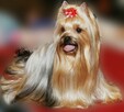 Yorkshire terrier FCI - 3