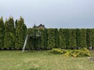 Przycinanie tuji i żywopłotów, pielęgnacja ogrodów - 9