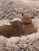 Piękne Brytyjskie kocięta krótkowlose - 2
