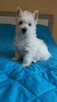 Suczka West Highland terrier - 4