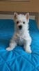 Suczka West Highland terrier - 7