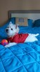 Suczka West Highland terrier - 2