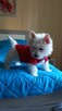 Suczka West Highland terrier - 6